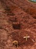 Собака по имени «Leao» сидящая в течение двух дней у могилы хозяина, который погиб в жутких оползнях. Рио-де-Жанейро, 15 января 2011год. 