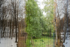 Русский лес. Эта фотография состоит из 365 фотографий, которые делались каждый день с одного и того же места. 