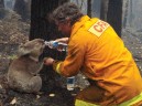 Пожарный дает воду коале во время лесных пожаров. Австралия 2009 год.   