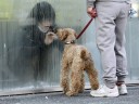 Девушка, находящаяся во временной изоляции для выявления и очистки от радиации, смотрит на свою собаку через стекло. Япония, 2011 год.   